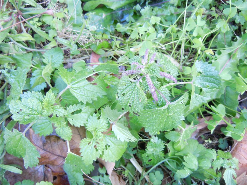 Ortica da determinare - Urtica membranacea